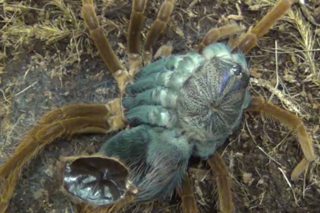 This alien-looking thing that is a tarantula shedding its exoskeleton.