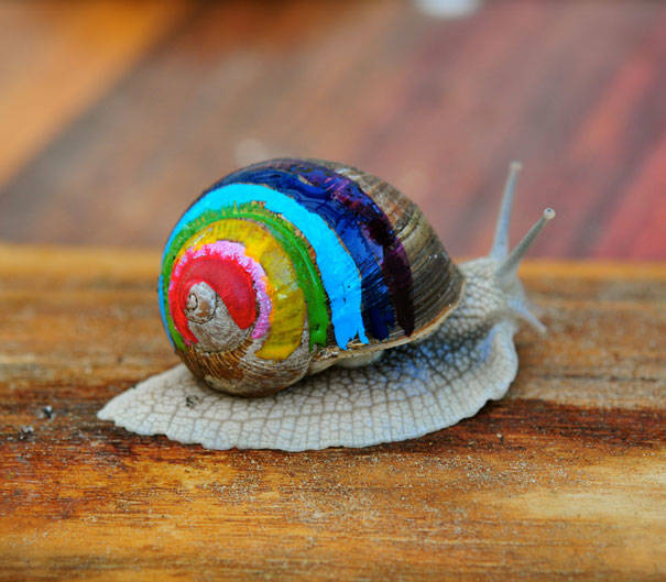 This snail has a rainbow accent, but you can still see the natural beauty of its shell.