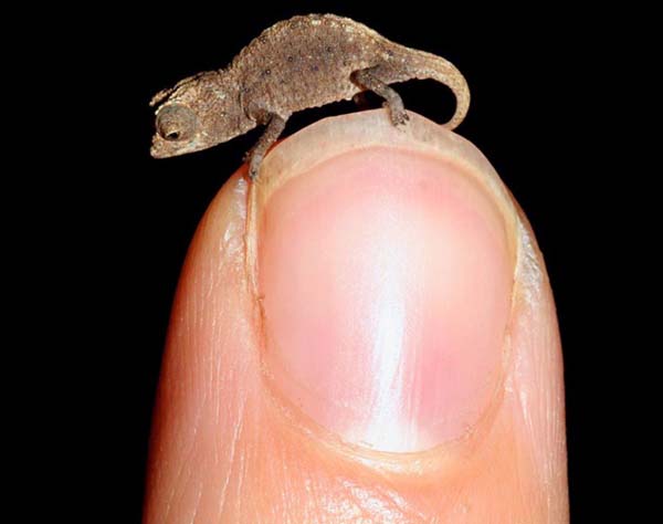 12.) Leaf chameleon: These species in Madagascar may be the smallest in the world, making even geckos look giant.