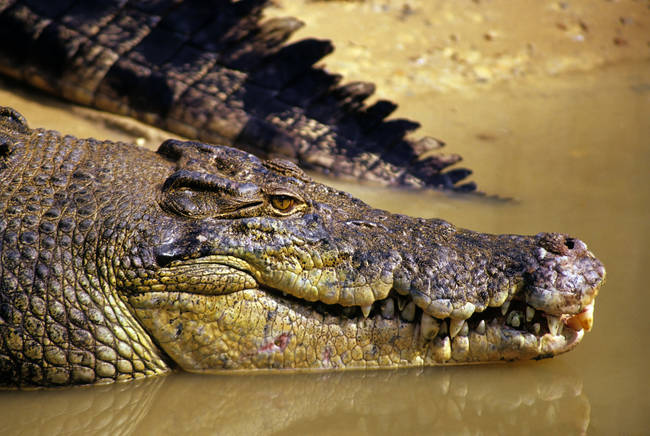 Crocodiles can <a href="https://www.youtube.com/watch?v=saXKPQL7ffc" target="_blank">climb trees</a>.