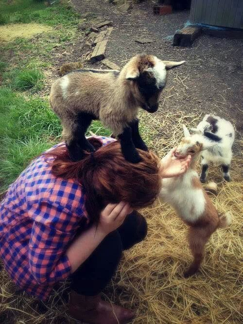 Here is a goat riding a human.