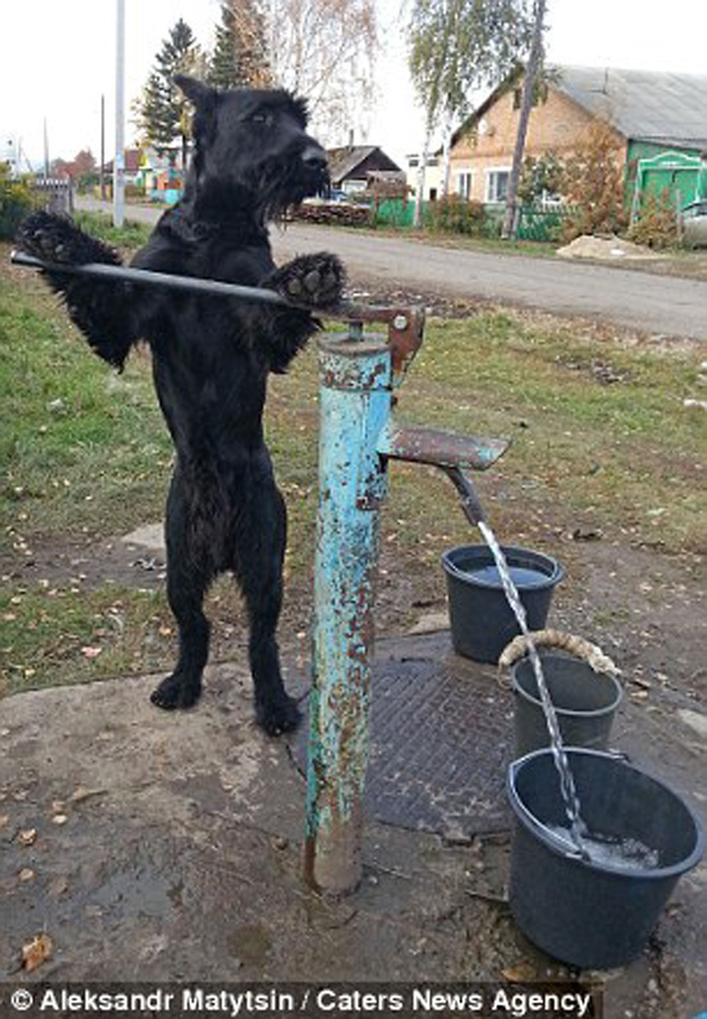 His owner, Aleksandr Matytsin, says the water is the pup's favorite task.