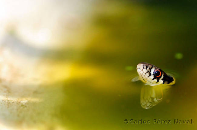 This is an awesome shot of a water snake poking its head just above the water's surface.