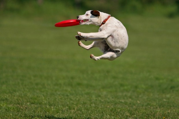 Fetch is a great way to get some exercise for you and your pooch.