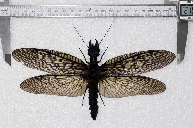 There are 220 species of dobsonflies and the Giant Dobsonfly is, well, the giantest.