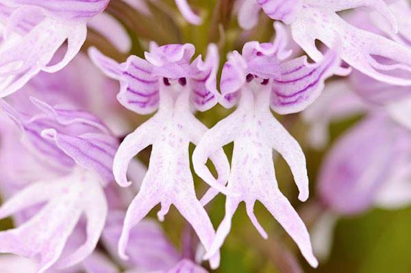 3.) Naked Man Orchid (Orchis Italica)