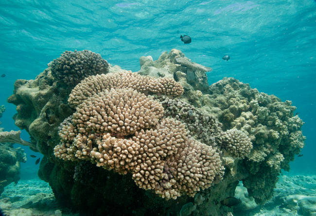 Part of a coral reef.