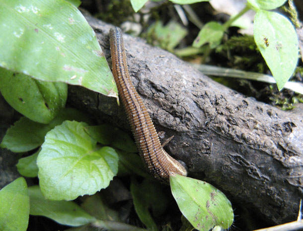 Japanese Mountain Leeches