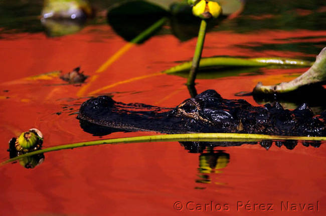 This shot of an alligator gliding through the water is both beautiful and a little scary.