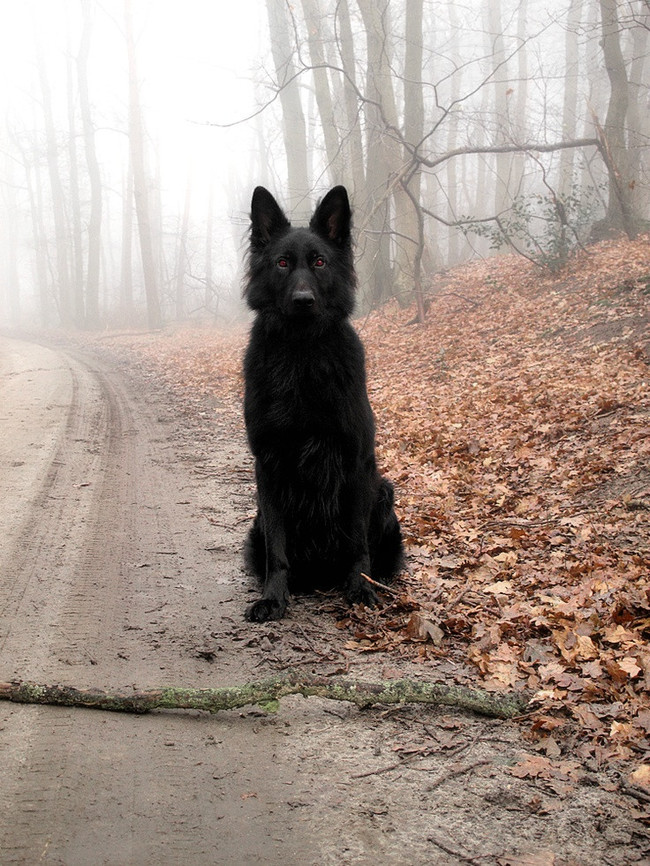 Spooky-wolfphobia:  Fear that Death has taken the form of a dark wolf and stalks your every move.