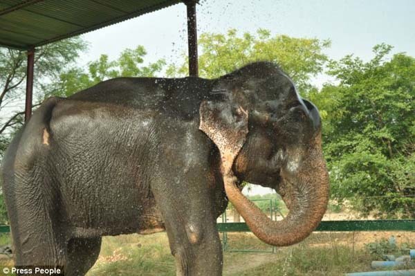 Once at the center, Raju was given a bath and emergency medical attention.