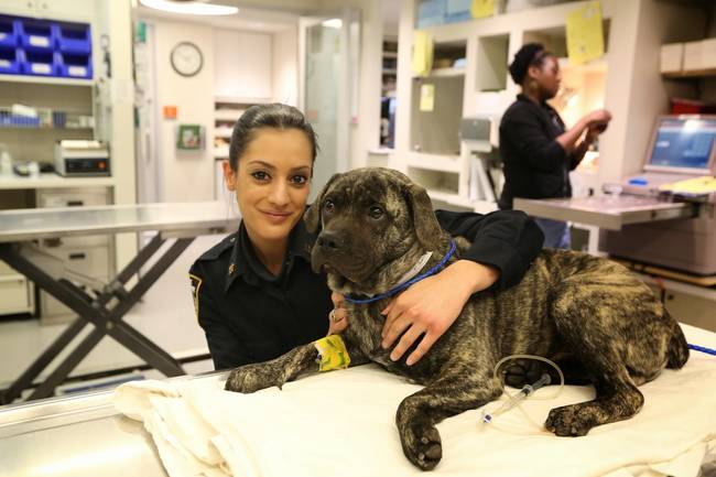 He's now recovering (and receiving a lot of love from his rescuers!) at the ASPCA.