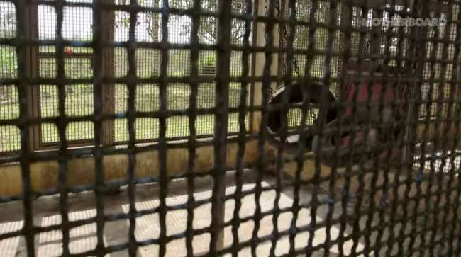 At the facility, chimps were injected with different strains of Hepatitis. This is because they are the only other animals besides human that can be infected.