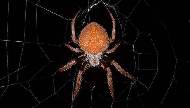 This is what the heckled orb weaver looks like. Not too scary right? Well just wait until it gets going. Not only does this spider not have any poison glands, it doesn't even have penetrating teeth.