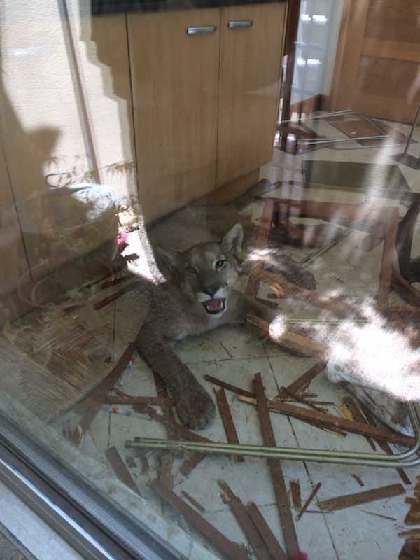 Pumaphobia:  Fear that a puma will break into your house and then break your house.