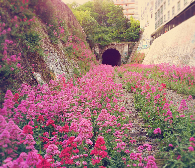 The inner city railway in Paris is abandoned...at least to people.