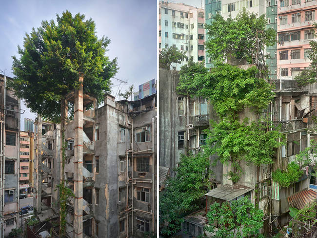 Hong Kong meets indestructible trees.