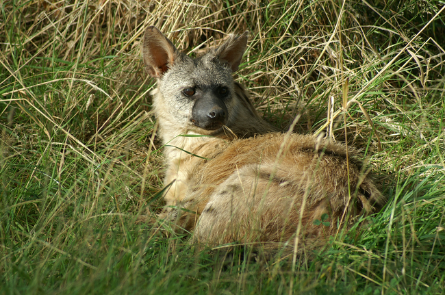 13.) Aardwolf