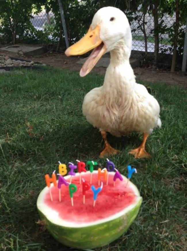 Everyone deserves a quacking party.