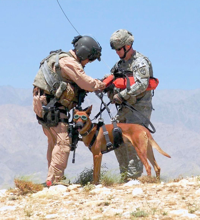 7.) Dogs have had many uses in conflict. They have been used to attack enemy forces, to search and find wounded soldiers, and detecting mines.