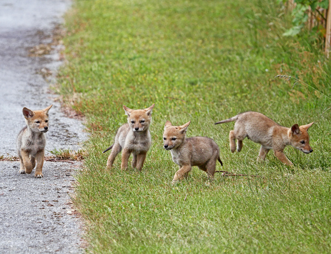 5.) "We started a gang, it's called 'Coyote About To Get Ugly.'"