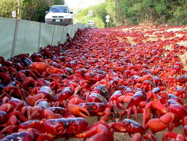 The red crabs of Christmas Island are normally forest dwellers. However, they make the long trek every year from the island's forests to the beaches.