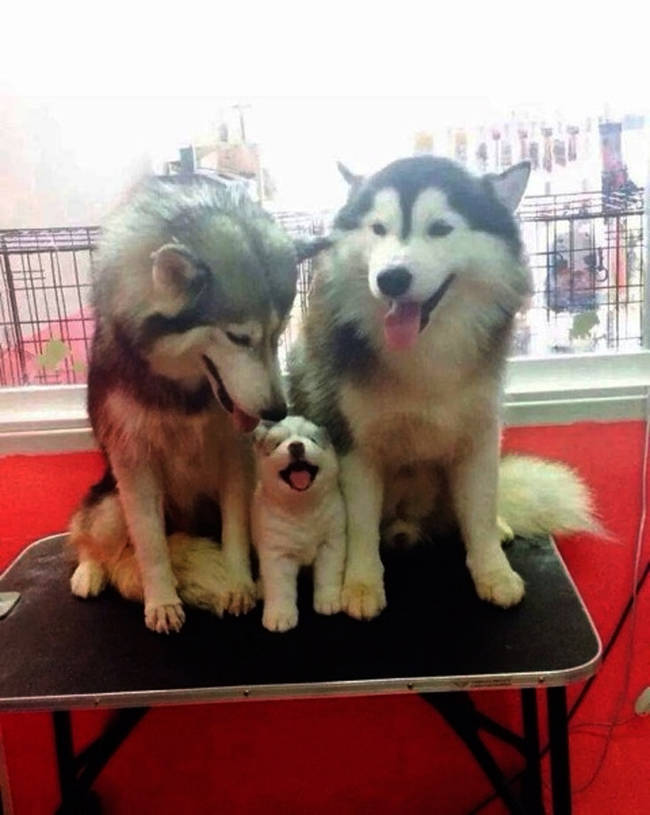 These happy huskies.