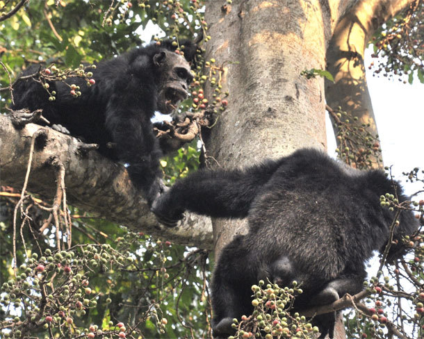 22.) Chimpanzee Beds: Taking branches from specific trees, chimps create beds high up in the canopies to make the ideal night time sleeping spot away from ground predators.