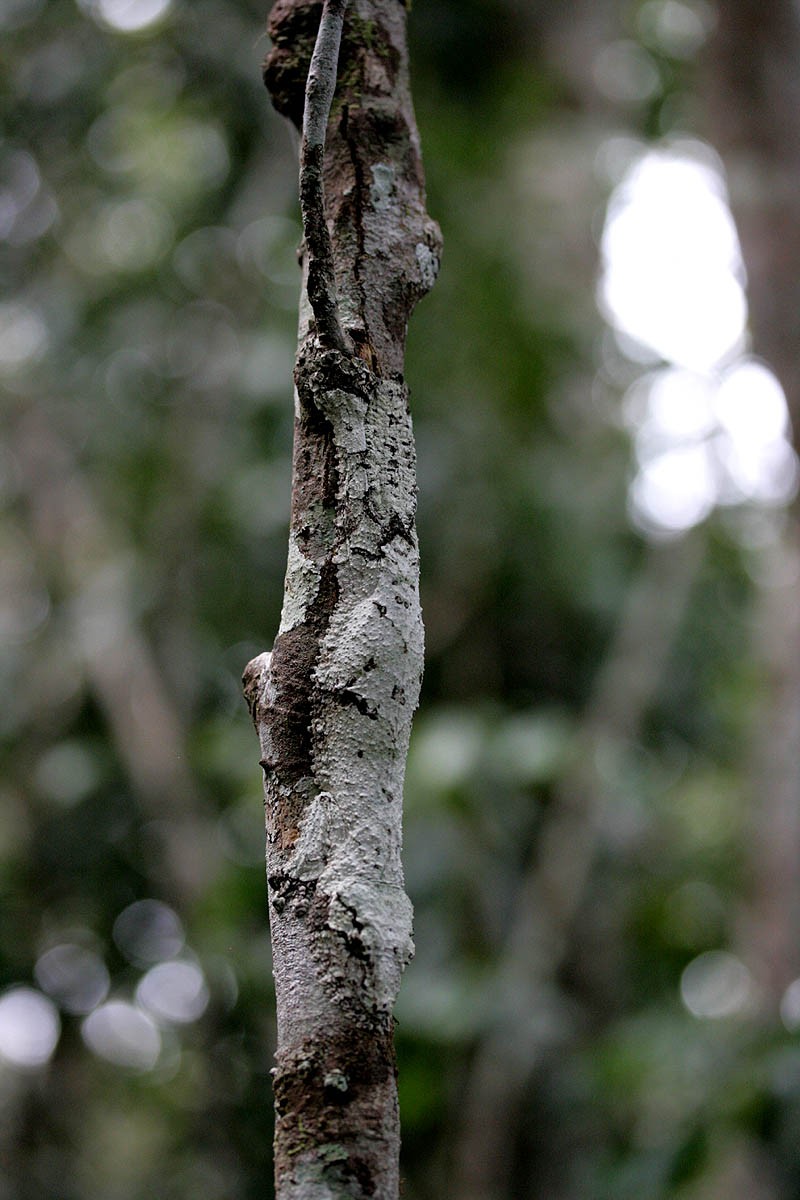 Mossy Leaf Tailed Gecko