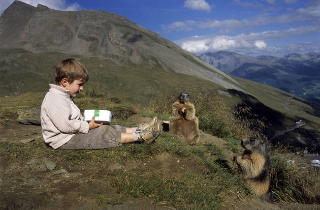 Marmots reach about 18cm tall and can weigh up to 17 lbs in the autumn.