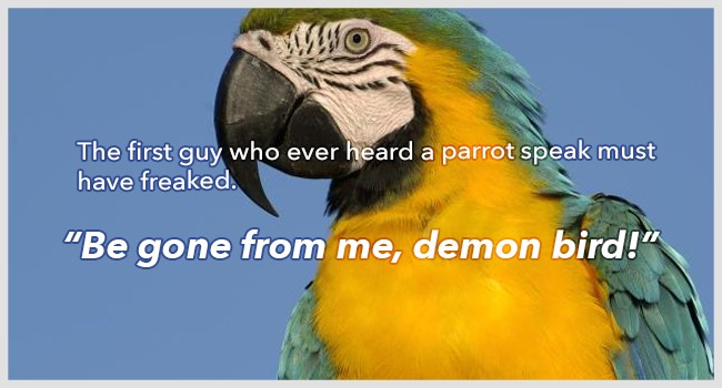 10.) ... conversation with a parrot.