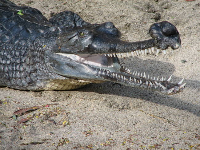 Gharials look similar to crocs and alligators. That's where the comparison ends, though. Their mouths are so tiny that human flesh is not worth the work required to chew. They mostly prefer fish and frogs.