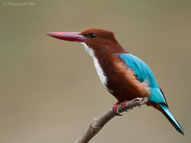 18.) White-Throated Kingfisher