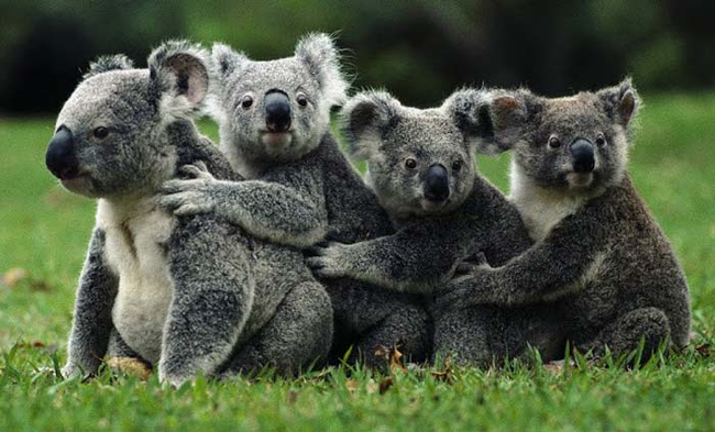 40.) Thank you for being friends, koalas.