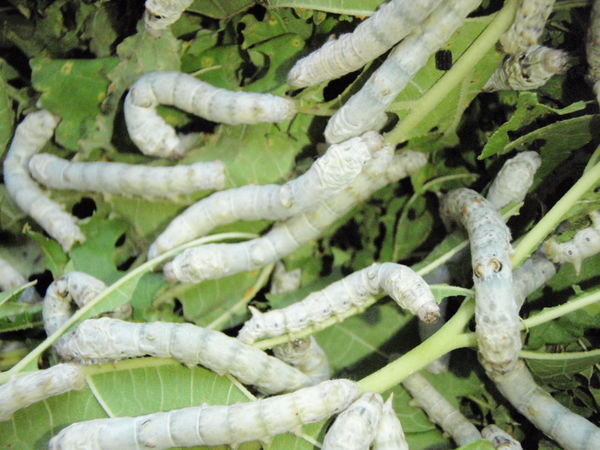 Silkworm - Said to have a bitter taste, these worms are typically fried and when you bite them, their juices POP out.