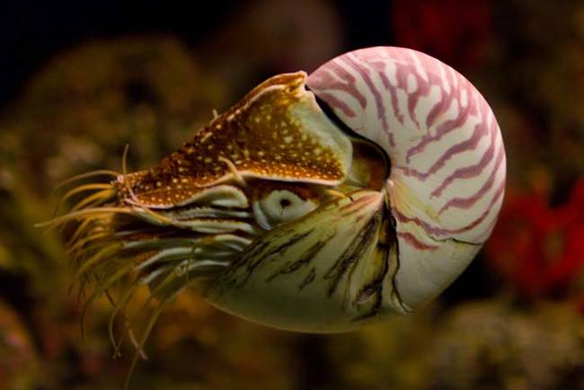 4.) Nautiluses.