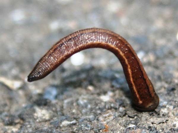 19.) Japanese Mountain Leeches: You’d think most leeches live in water, but this one can hunt you on land. They are typically slow, but can somersault after any prey pretty quickly, or drop down from trees. They can chew through your clothing and the numbing agent they can inject you with will ensure you don’t feel them sucking on your blood.