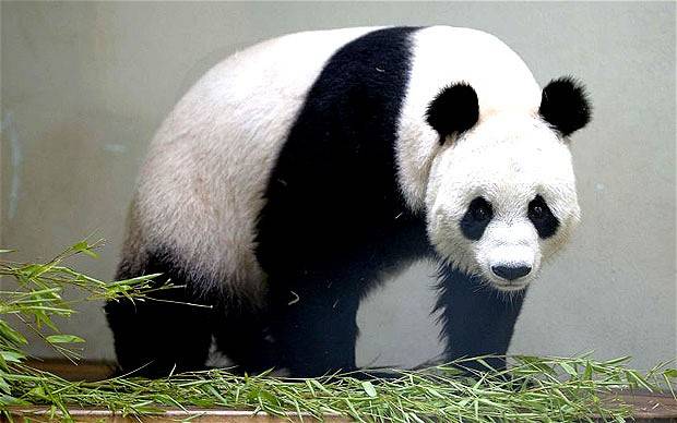 All the Pandas in the world are on loan from China.