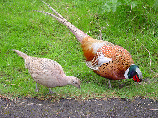 Common Pheasant.