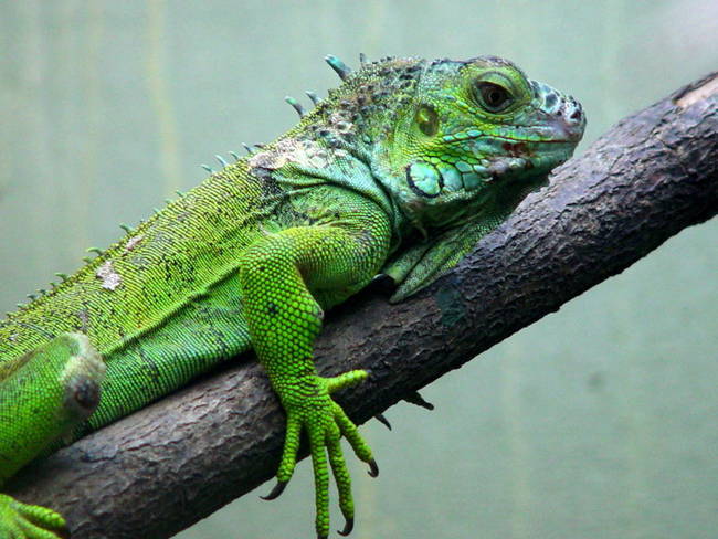 Authorities arrested an American couple in the Bahamas for posting pictures of eating a rare iguana. The Iguana is protected by the Convention on International Trade in Endangered Species of Wild Fauna and Flora.