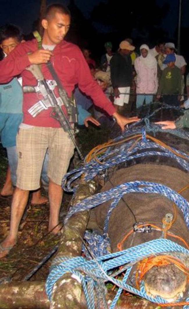 The 21-foot, 2,370-pound monster had been terrorizing the area for years. After it was suspected in the killing of a local fisherman, and some farmers' live stock went missing, a team of 100 local men set out to finally catch the beast.