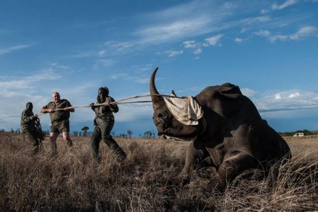 Poaching was made illegal in 1977, but the demand kept it thriving over the years.