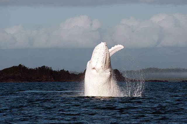 Migaloo, Australia's own Moby Dick.