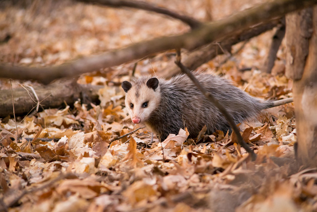 Opossums have it the easiest. Their pregnancies only last 14 days. They then carry the infants around in their pouch for two or three months following birth.