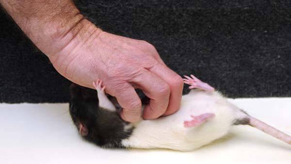 24.) Rats laugh when tickled, but you'd need special equipment to hear it.