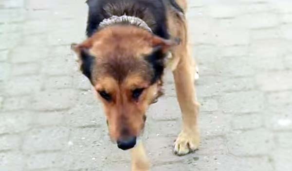 The homeless dog population in Istanbul is a serious problem. The city's streets are filled with these urban strays.