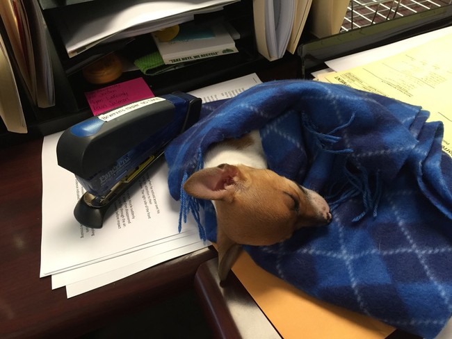 Aw, being an adorable therapy dog is hard work. We'll let the nap slide this time, as long as you get that paper work in by the end of the day!