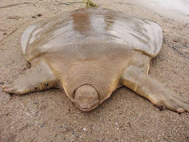 2.) Giant Soft Shelled Turtle