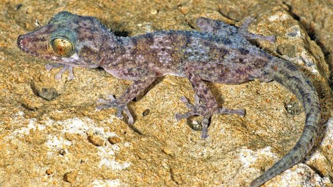 Nocturnal Gecko - <em>Paroedura Hordiesi</em>