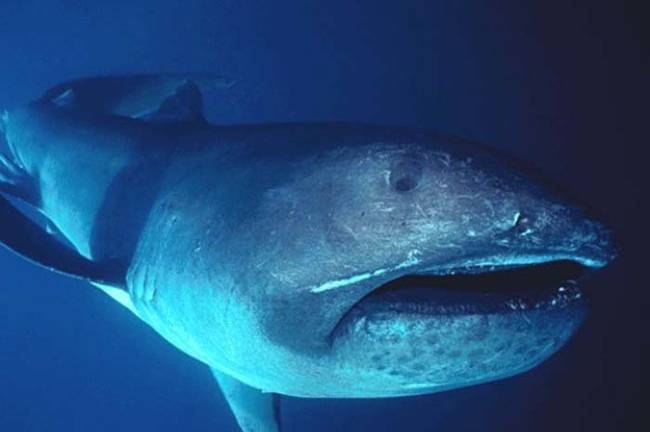 The megamouth shark is one of the rarest sharks in the world. There have only been 63 confirmed sightings in recorded history.